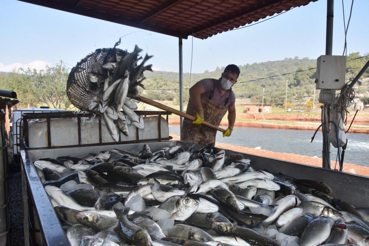 Toprak havuzda balık yetiştiriyorlar