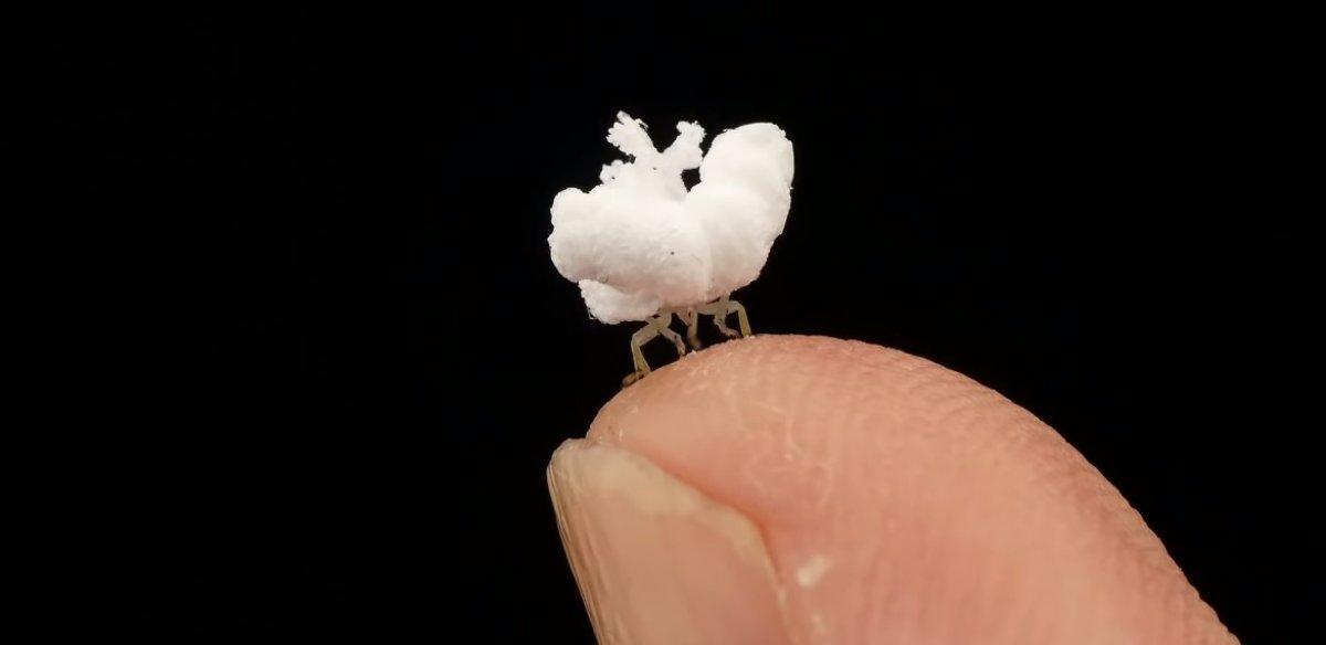 Patlamış mısıra benzeyen böcek