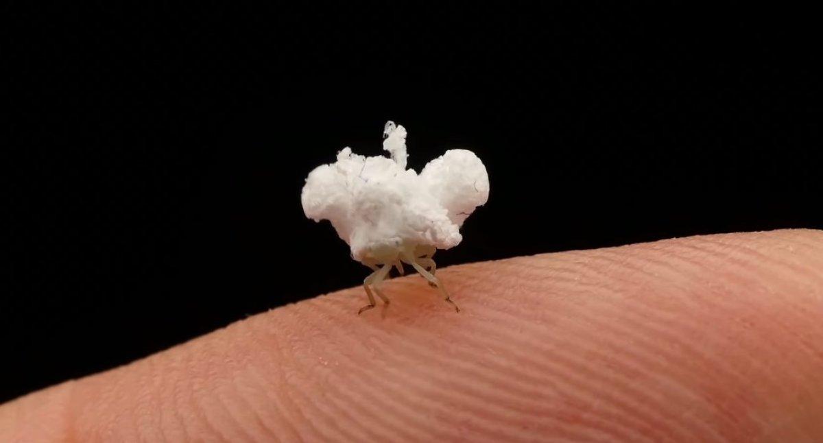 Patlamış mısıra benzeyen böcek