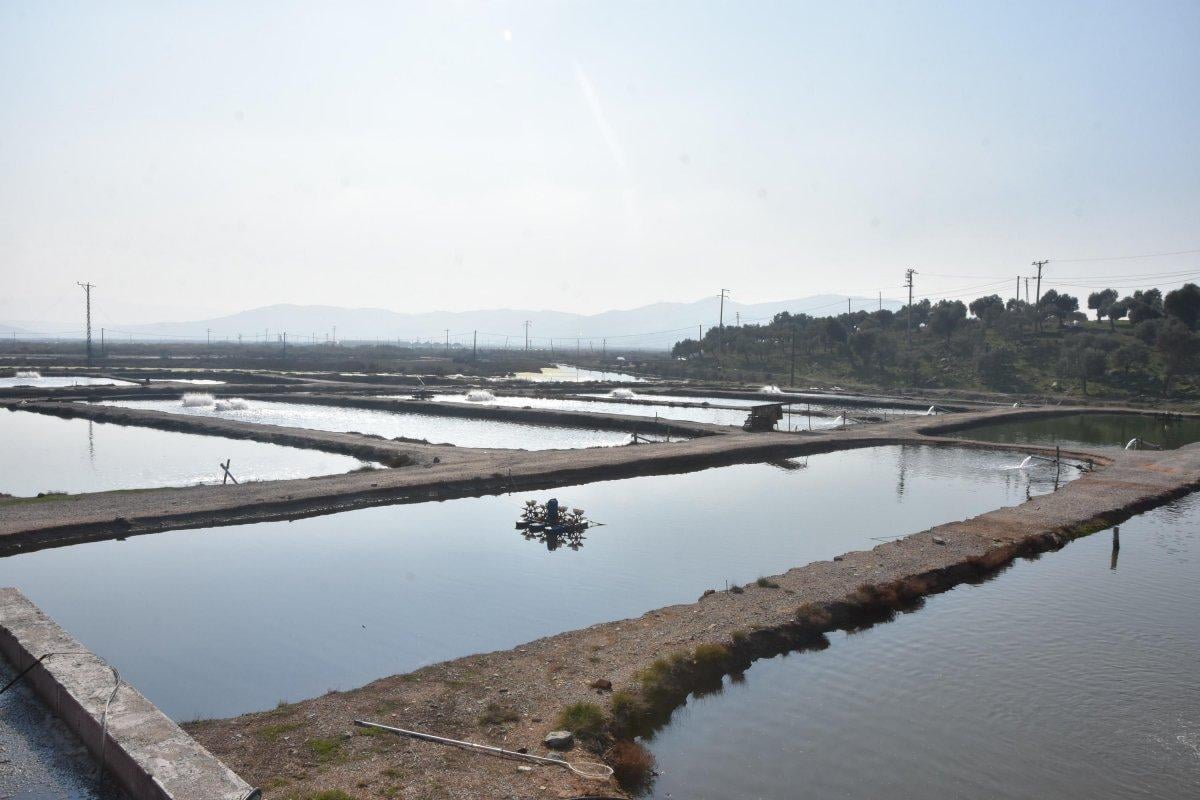 Toprak havuzda balık yetiştiriyorlar