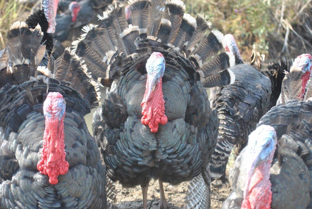 Yılbaşı öncesi hindiler satışta: En pahalısı 250 lira