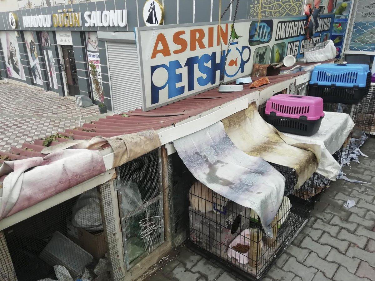 Ankara'da petshopa baskın: 19 hayvan barınağa teslim edildi