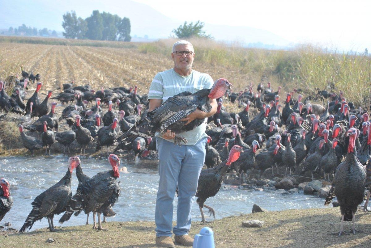 Yılbaşı öncesi hindiler satışta: En pahalısı 250 lira