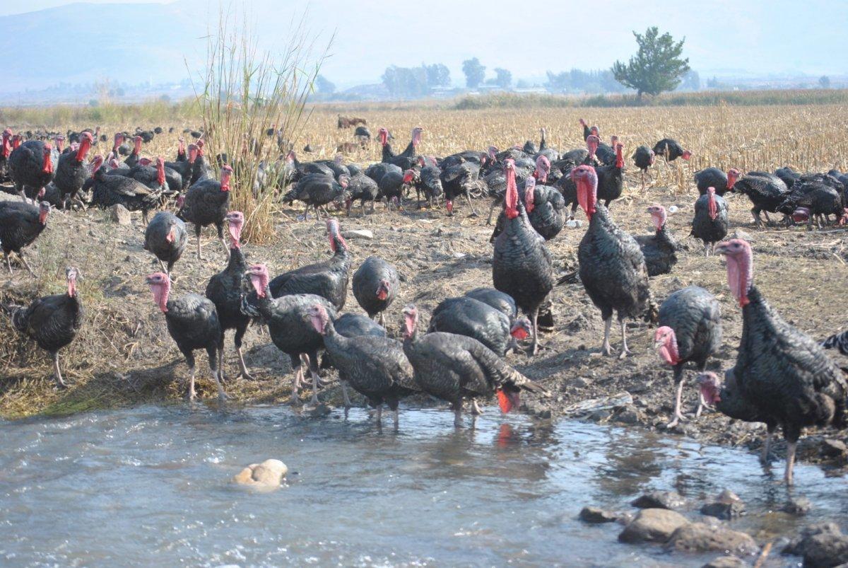 Yılbaşı öncesi hindiler satışta: En pahalısı 250 lira