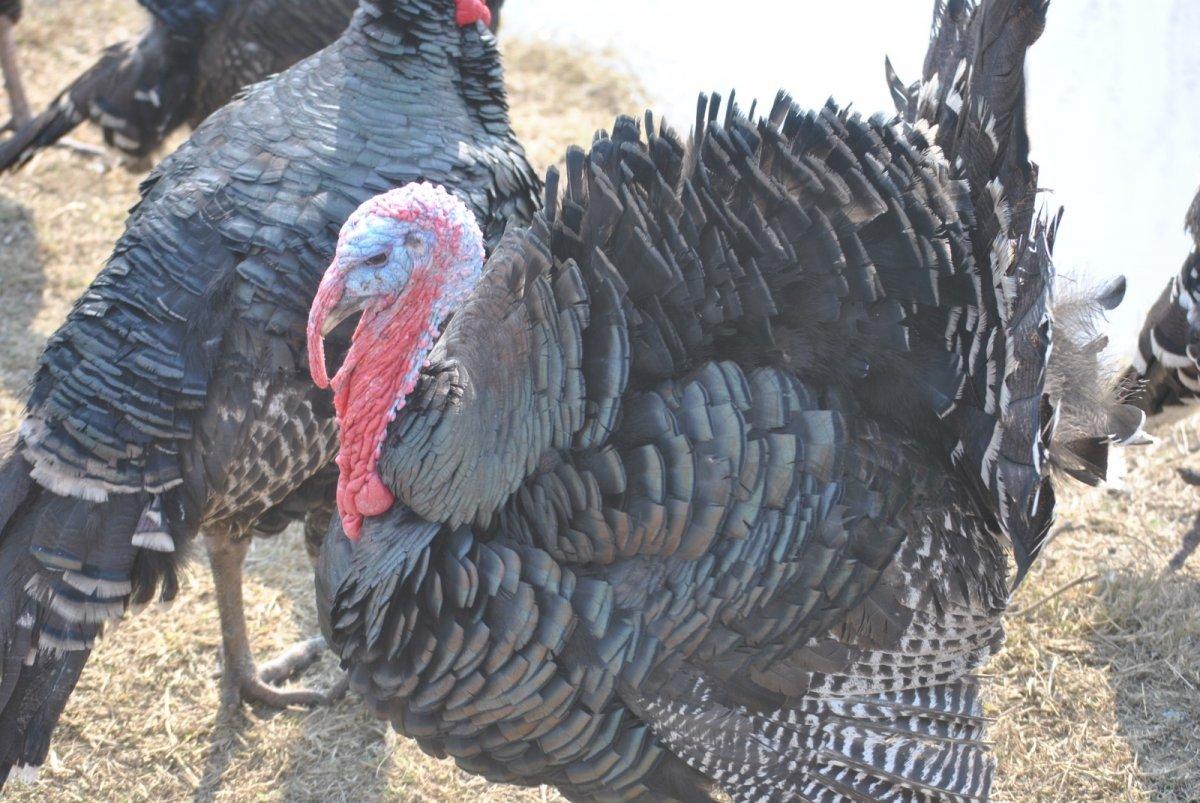 Yılbaşı öncesi hindiler satışta: En pahalısı 250 lira