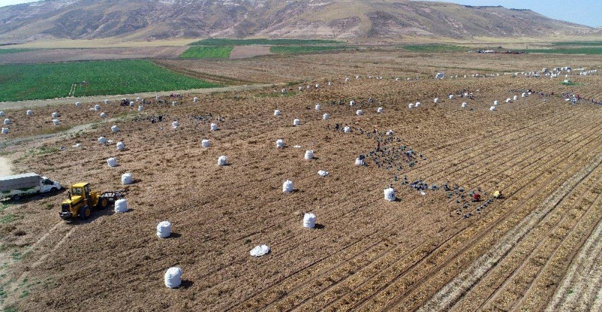 Arazilerde toplulaştırma sürüyor