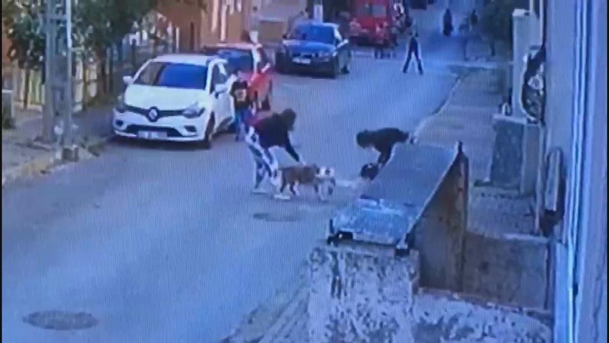 Ataşehir’de pitbull dehşeti: Kediyi parçalayarak öldürdüler