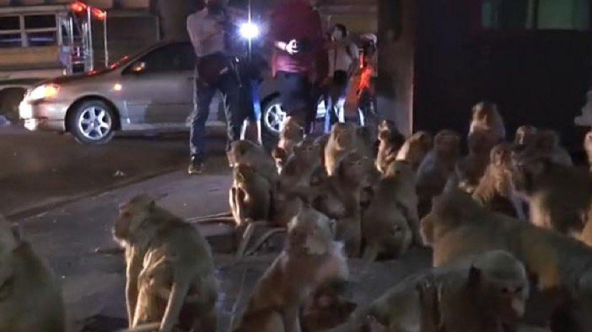 Tayland’da maymunlar havai fişek gösterisinden korktu