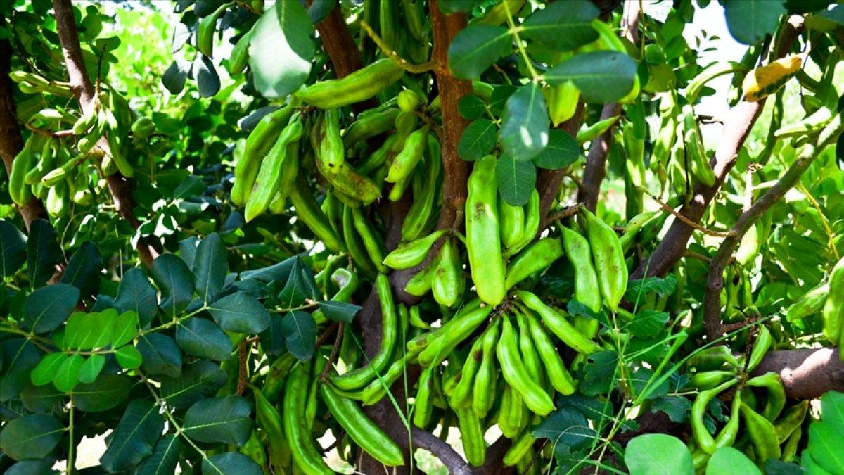 Keçiboynuzu üretimi için yatırım çağrısı