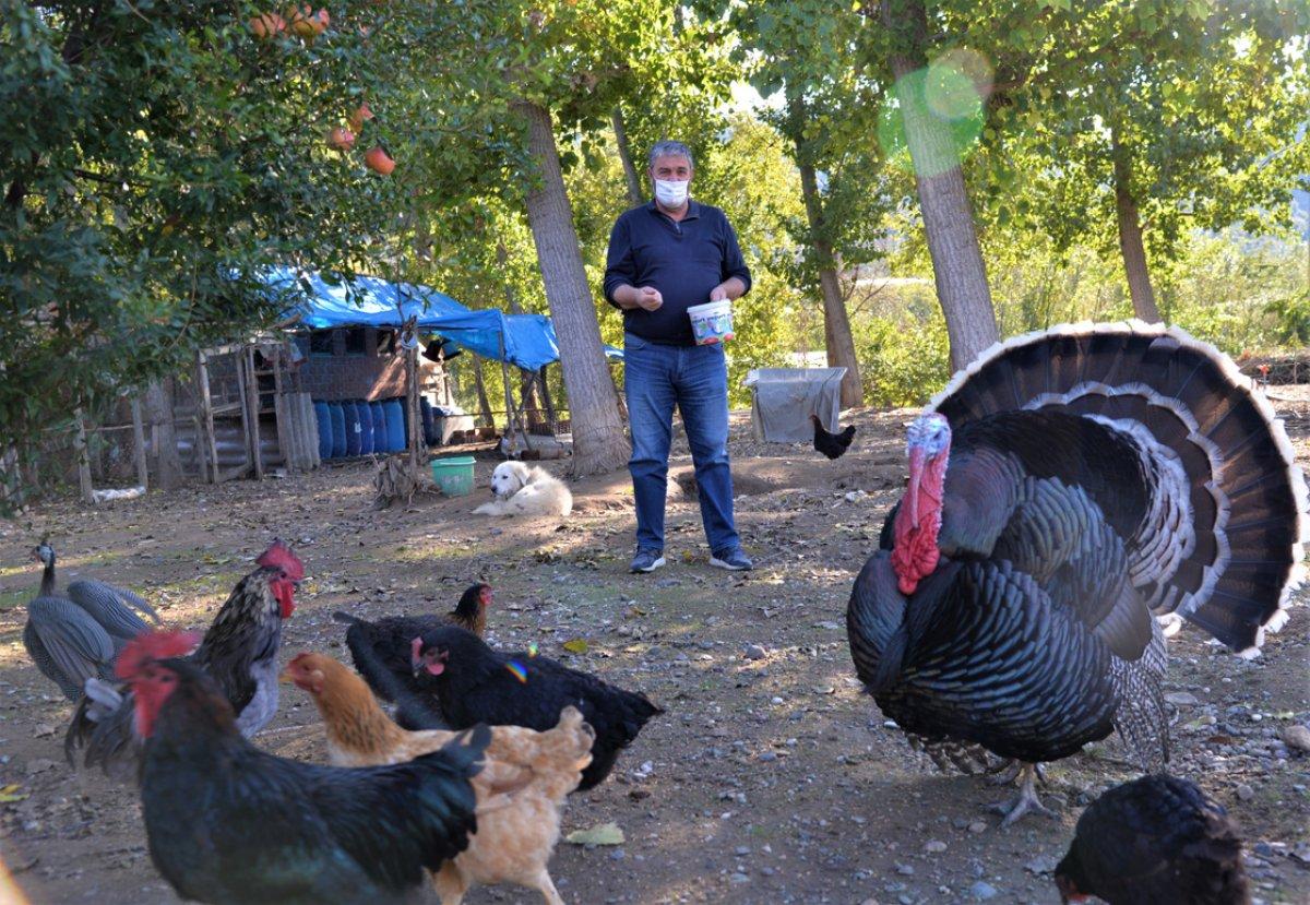 Güvercin sevdalısı emekli polis, Bilecik'te çiftlik kurdu