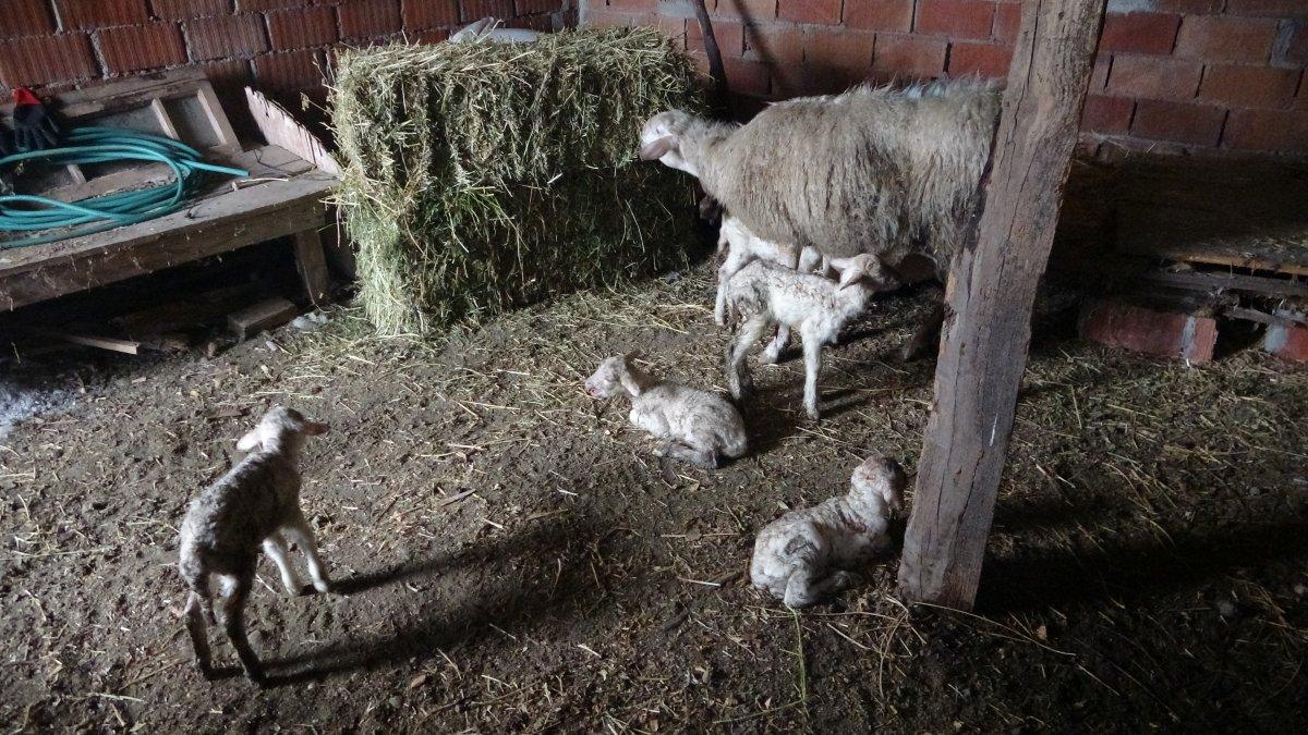 Çanakkale'de koyun, tek batında 5 kuzu doğurdu