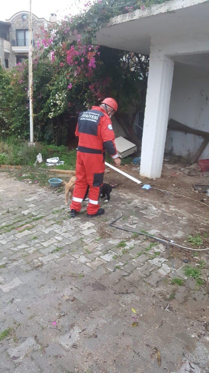 Muğla'da yavru köpeğin yaramazlığı başına iş açtı