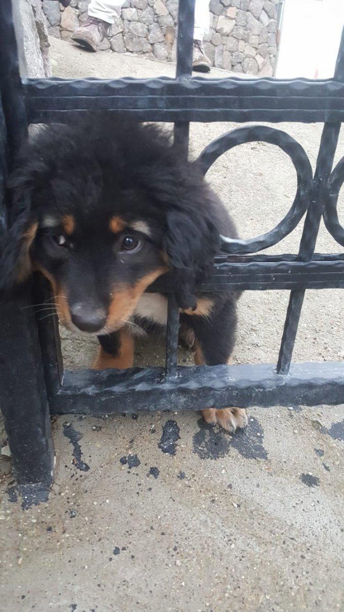 Muğla'da yavru köpeğin yaramazlığı başına iş açtı