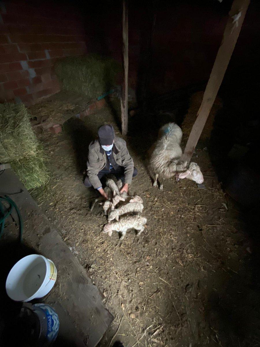 Çanakkale'de koyun, tek batında 5 kuzu doğurdu