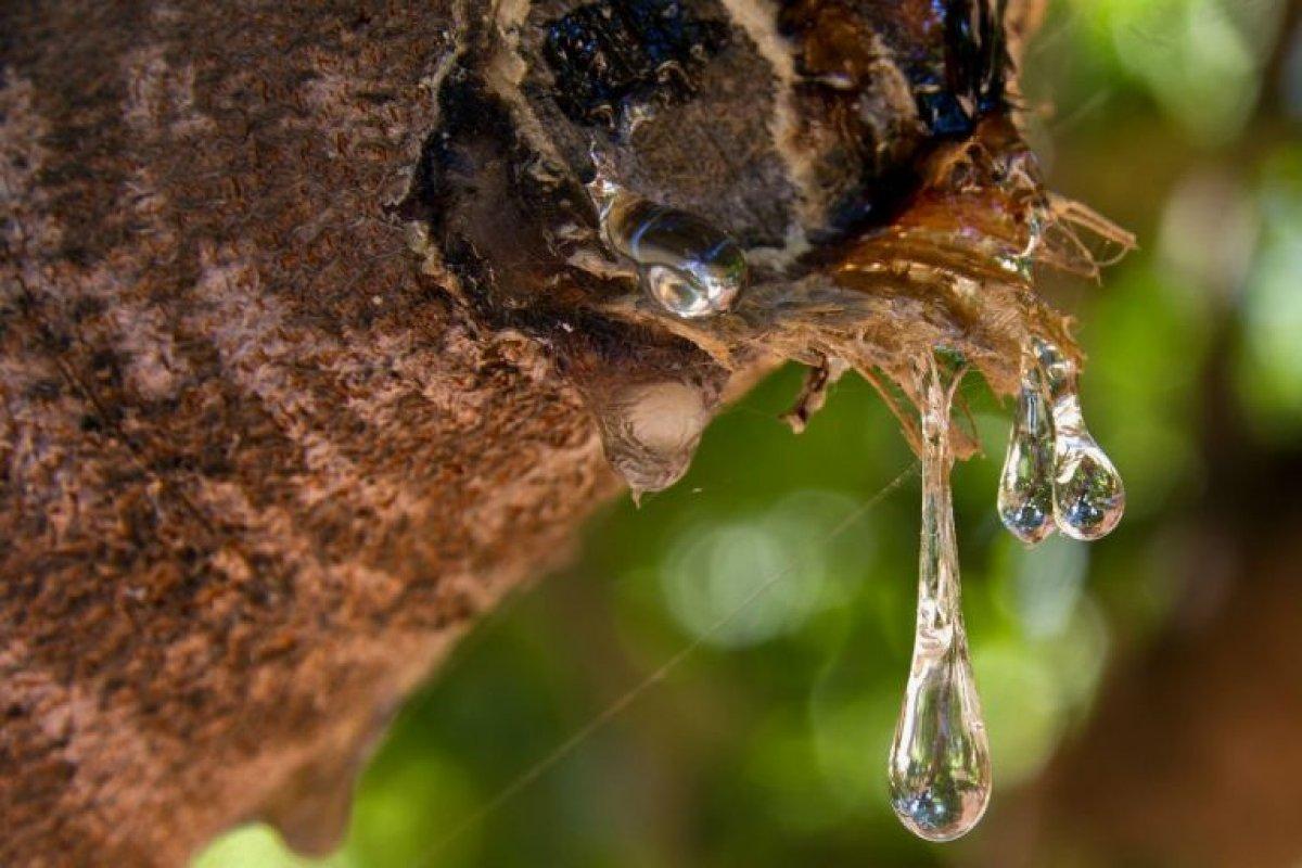 Günlük sakızı nedir, faydaları nelerdir? Çiğnedikçe iyileştiren günlük sakızı neye iyi gelir?