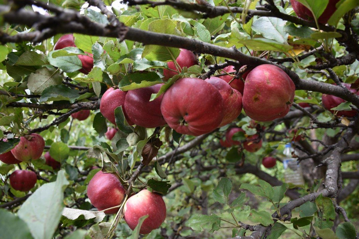 İçi dışı kırmızı elmada taleplere yetişilemiyor
