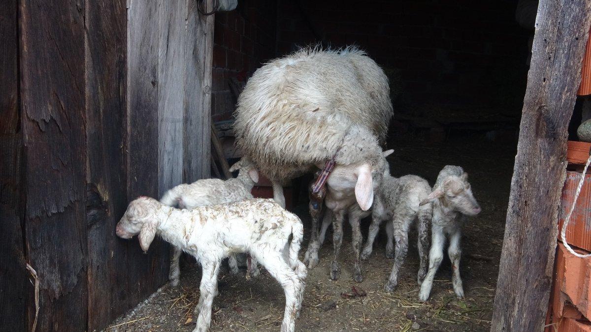 Çanakkale'de koyun, tek batında 5 kuzu doğurdu