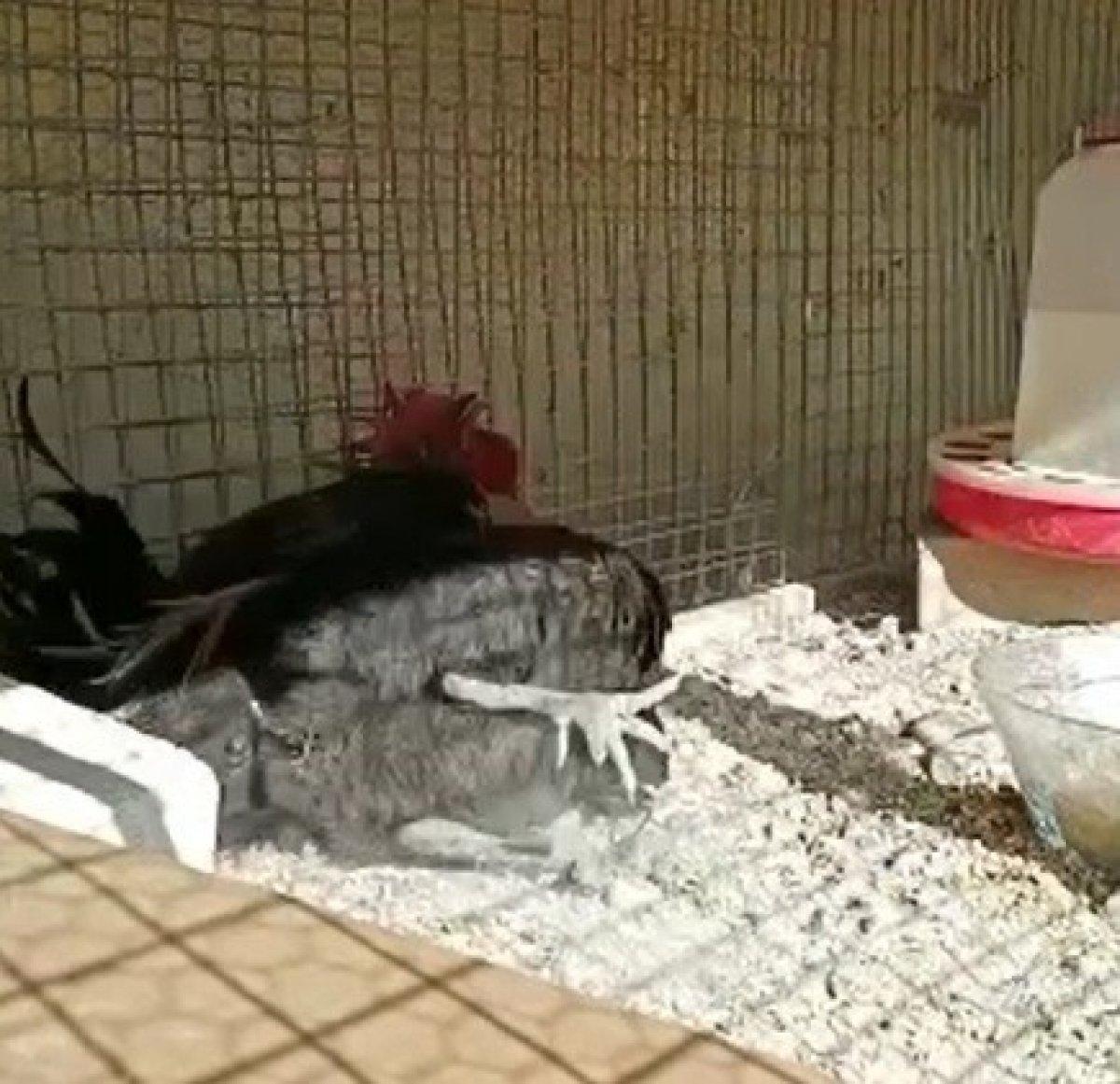 Denizli'de bayılana kadar öten horoz, görenleri kahkahaya boğdu