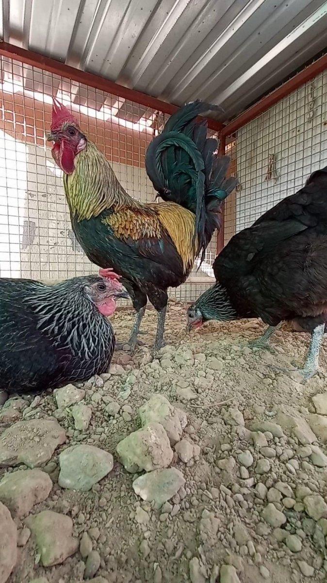 Denizli'de bayılana kadar öten horoz, görenleri kahkahaya boğdu