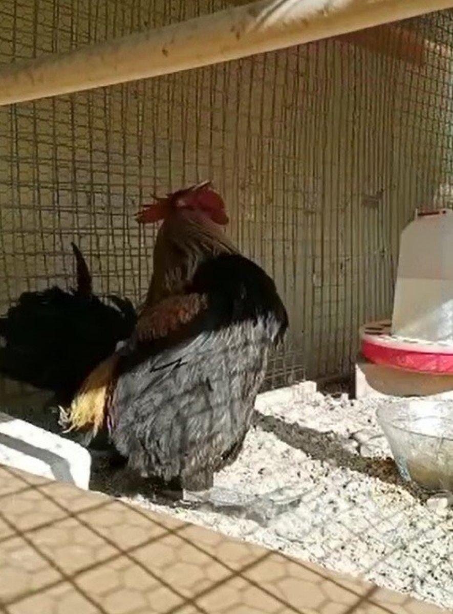 Denizli'de bayılana kadar öten horoz, görenleri kahkahaya boğdu