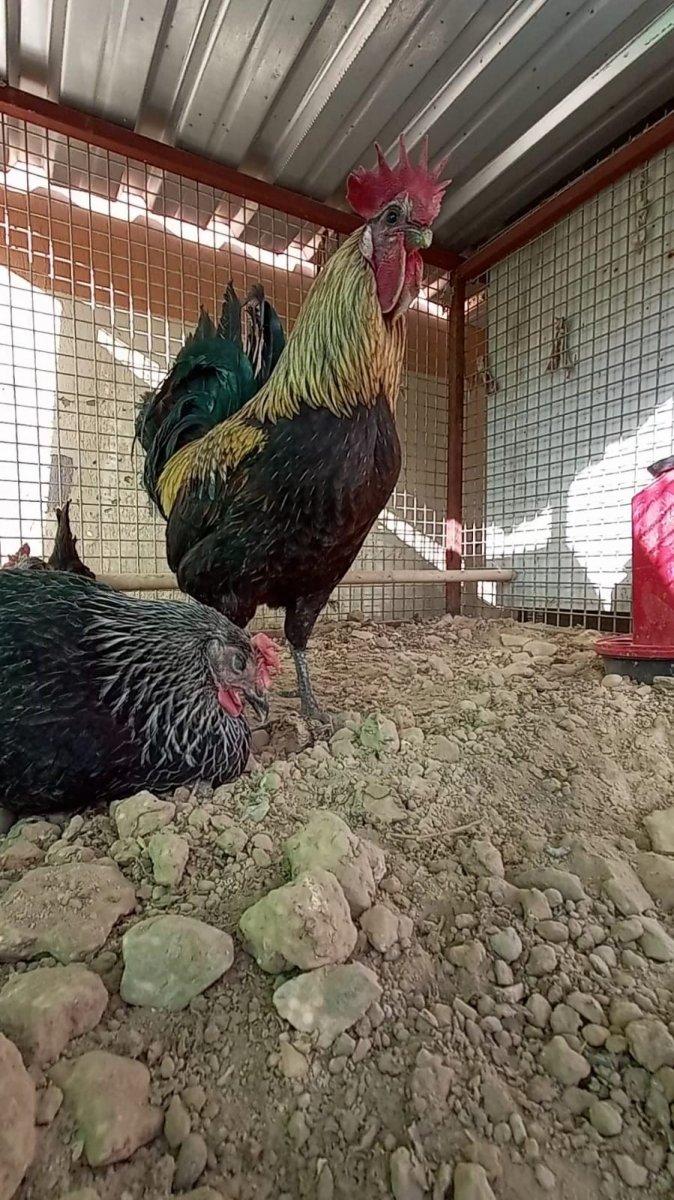 Denizli'de bayılana kadar öten horoz, görenleri kahkahaya boğdu