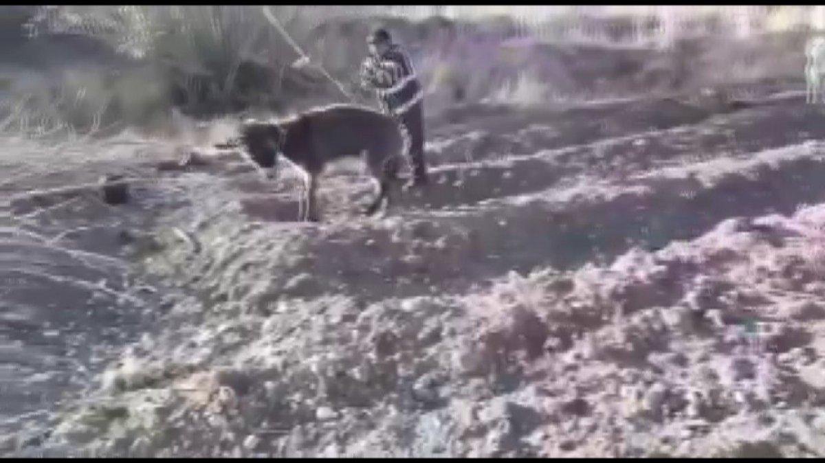 Kahramanmaraş'ta eşeğe işkence uyguladı