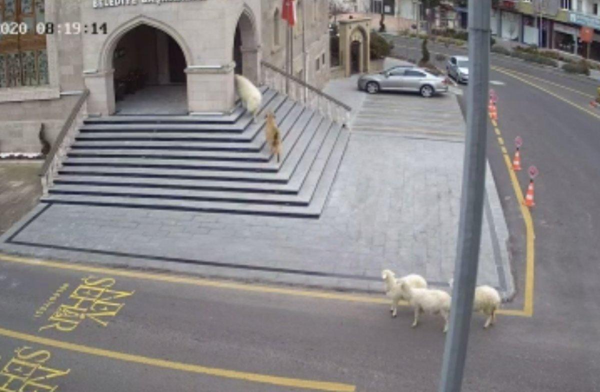 Nevşehir Belediyesi'ni basan küçükbaşlara ziyaret