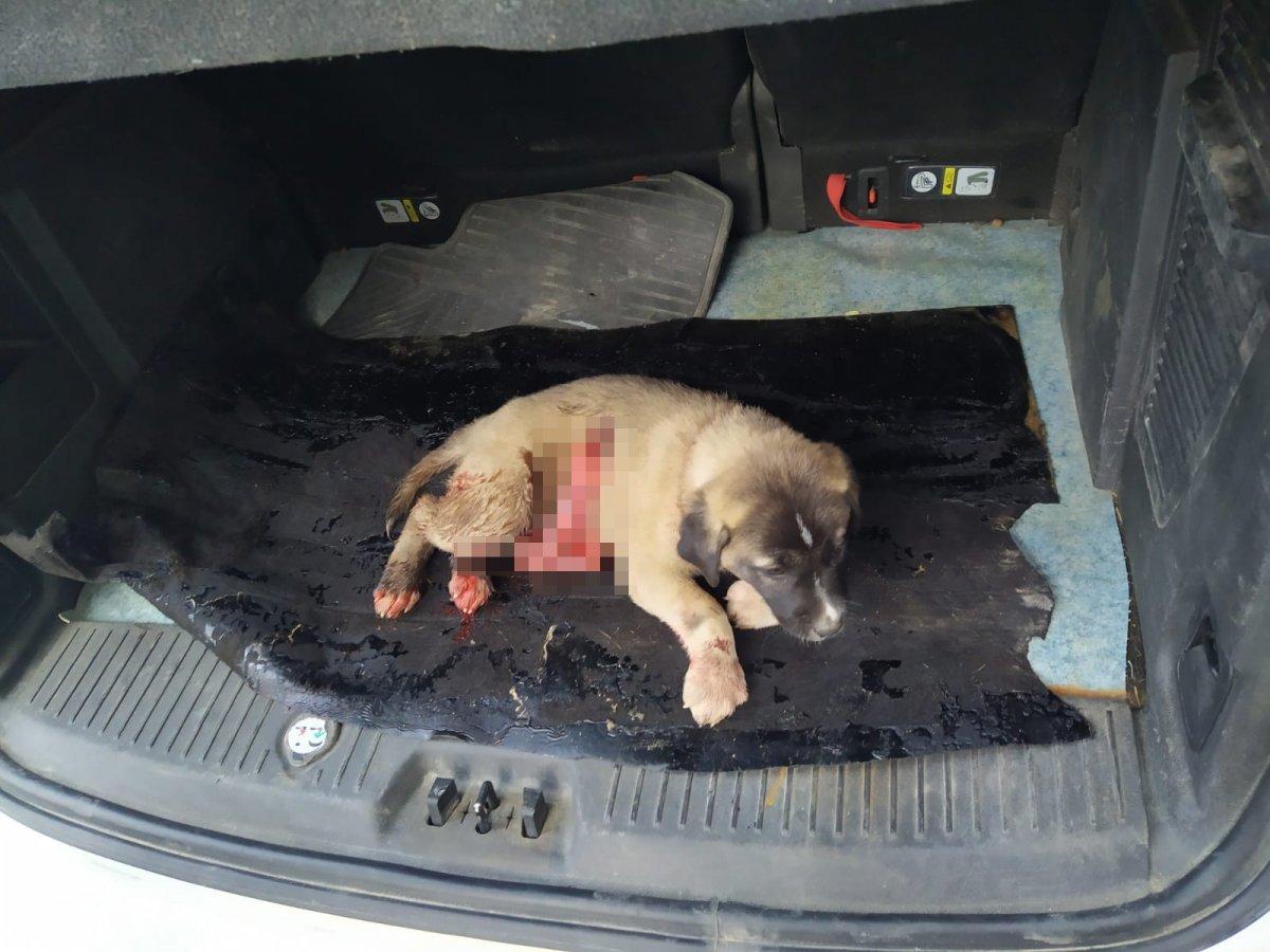 Mardin'de yaralanan yavru köpek kurtarılamadı