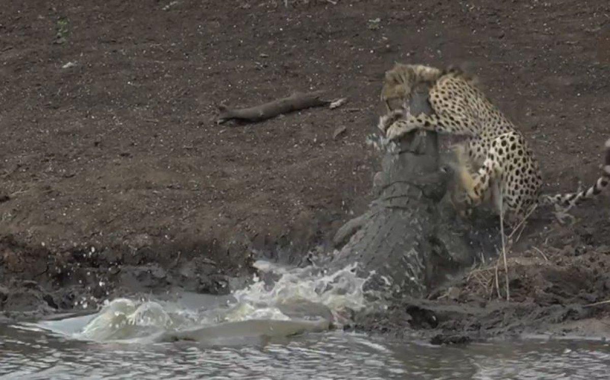 Su içen çita timsaha yem oldu