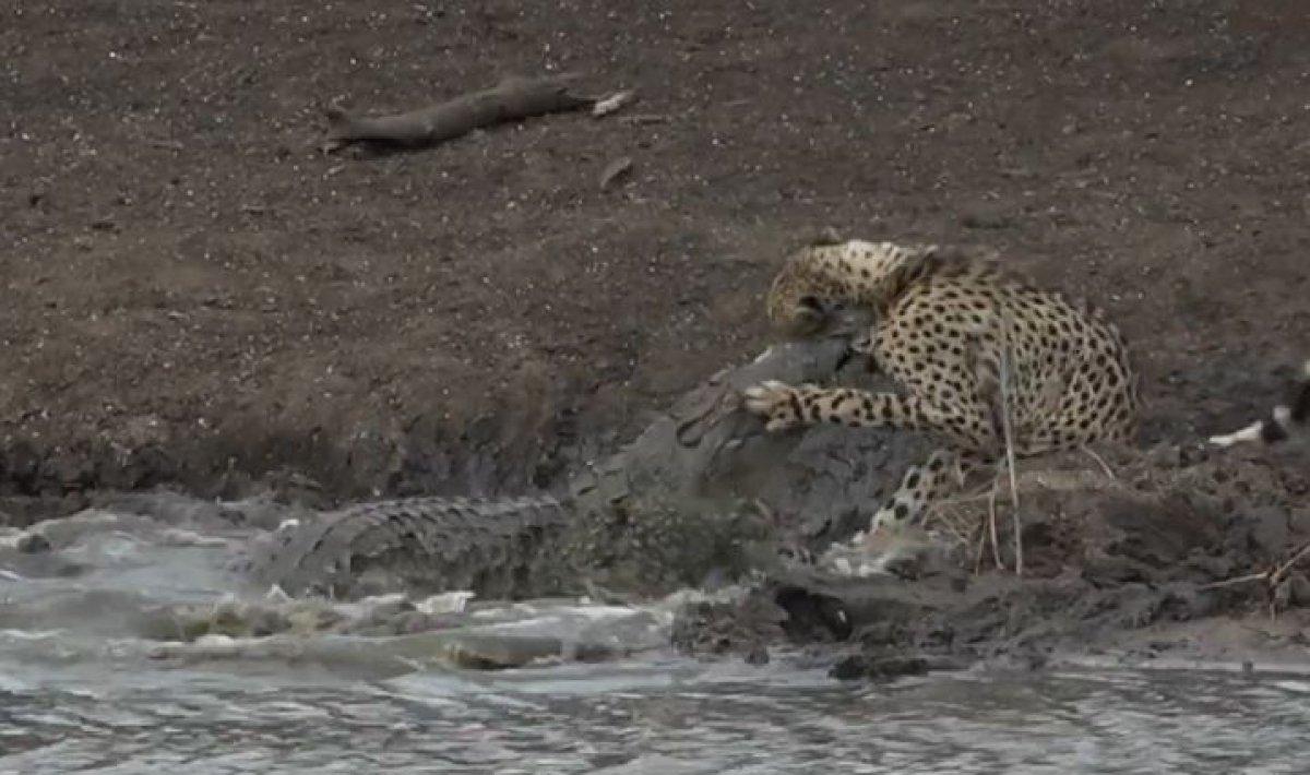 Su içen çita timsaha yem oldu