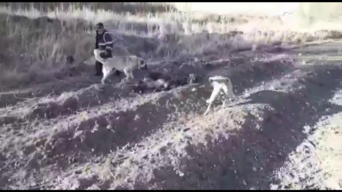 Kahramanmaraş'ta eşeğe işkence uyguladı