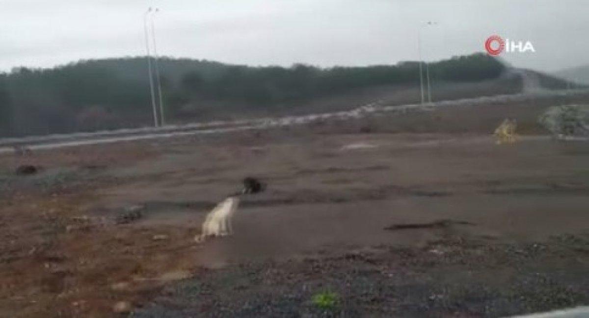 Gebze Belediyesi: İBB hayvanları toplayıp bölgemize bırakıyor