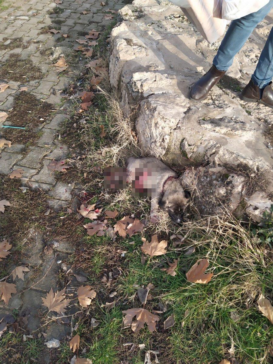 Mardin'de yaralanan yavru köpek kurtarılamadı