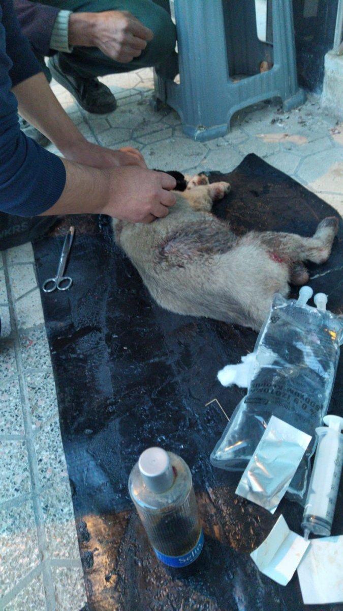 Mardin'de yaralanan yavru köpek kurtarılamadı