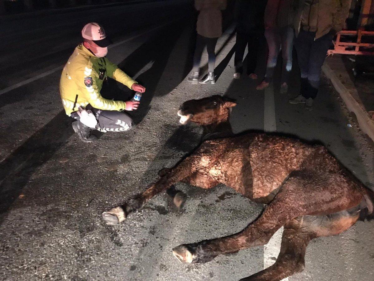 Edirne'de kazada yaralanan at saatlerce tedavi edilmeyi bekledi