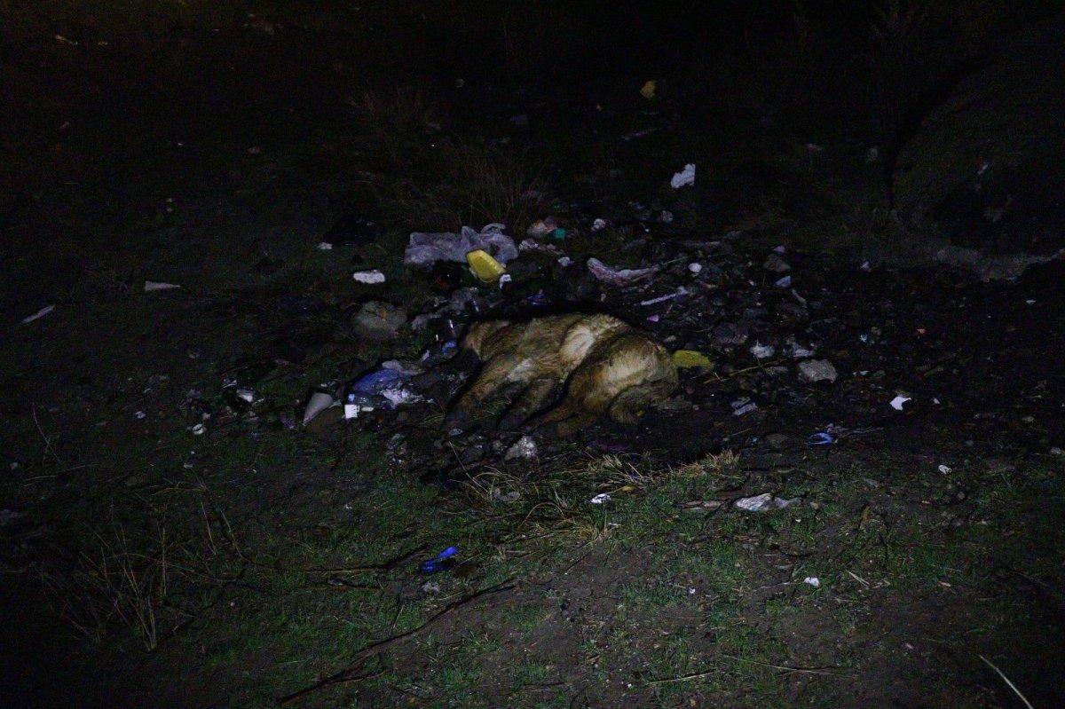 Ankara'da 6 köpek zehirlenmiş halde bulundu