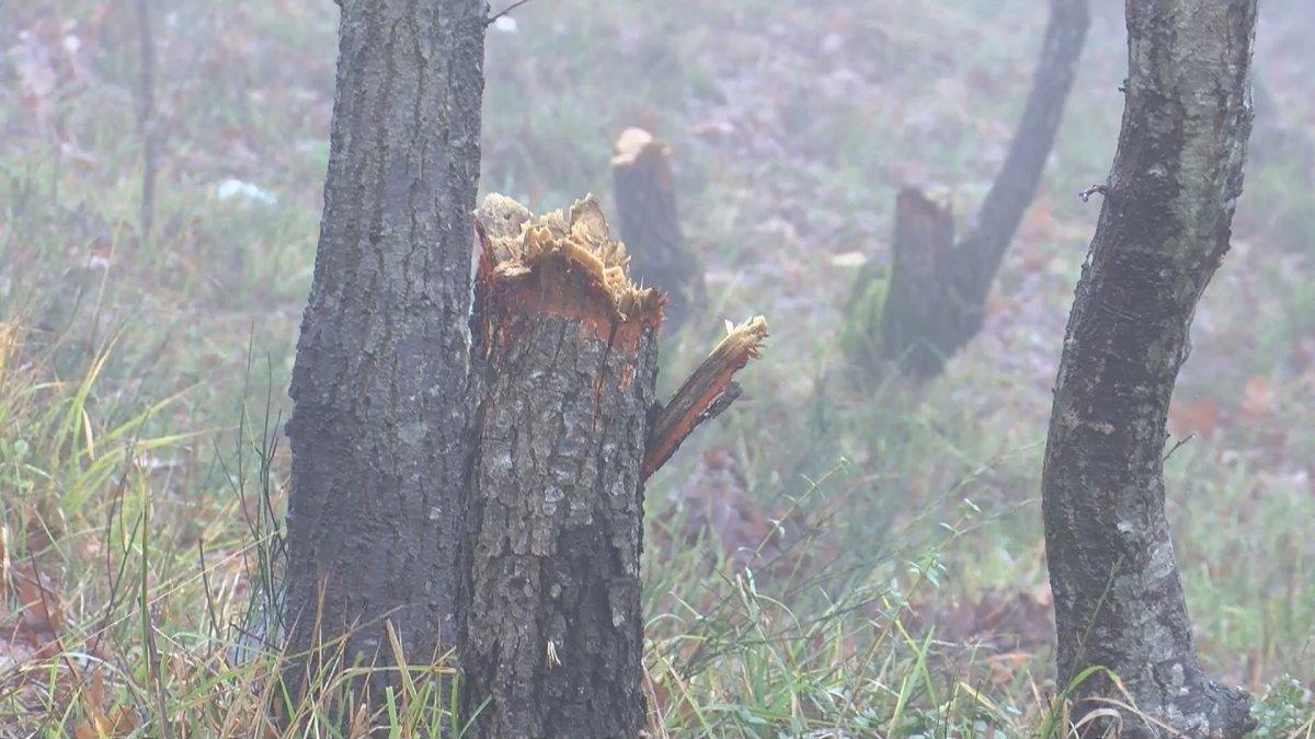 Arnavutköy'de yılbaşı için çam ağaçlarını kesen kişiler suçüstü yakalandı