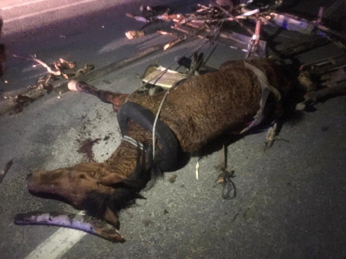 Edirne'de kazada yaralanan at saatlerce tedavi edilmeyi bekledi