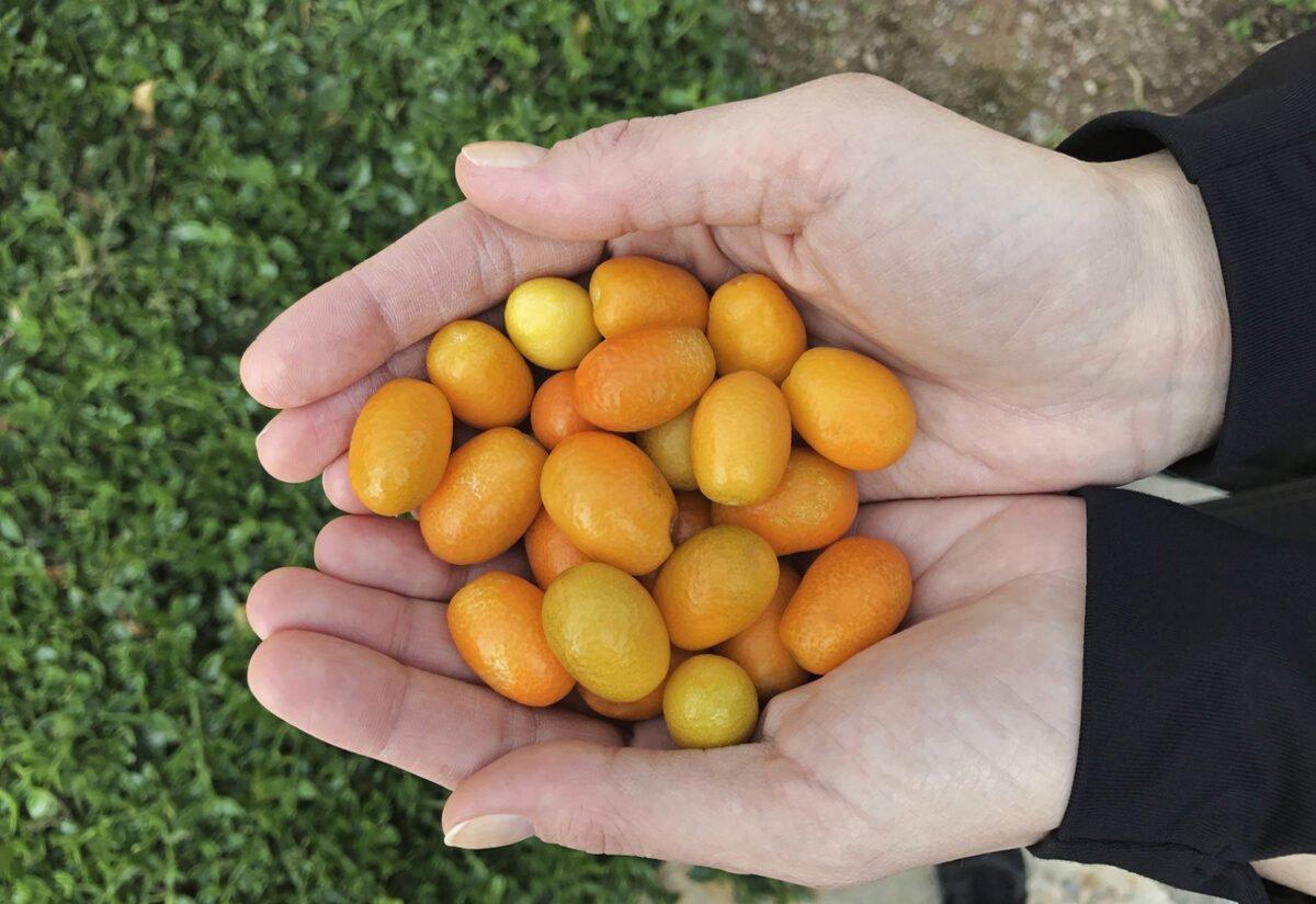 Kumkuat nedir, faydaları nelerdir? Kumkuat nasıl tüketilir?