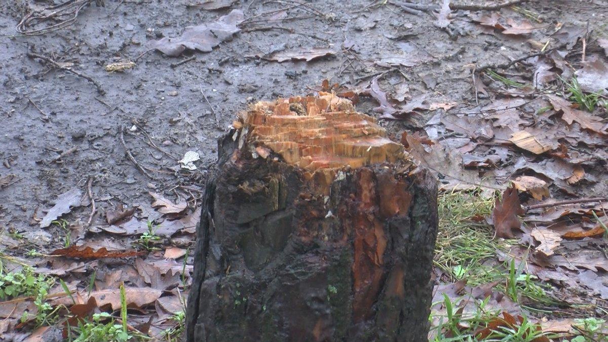 Arnavutköy'de yılbaşı için çam ağaçlarını kesen kişiler suçüstü yakalandı