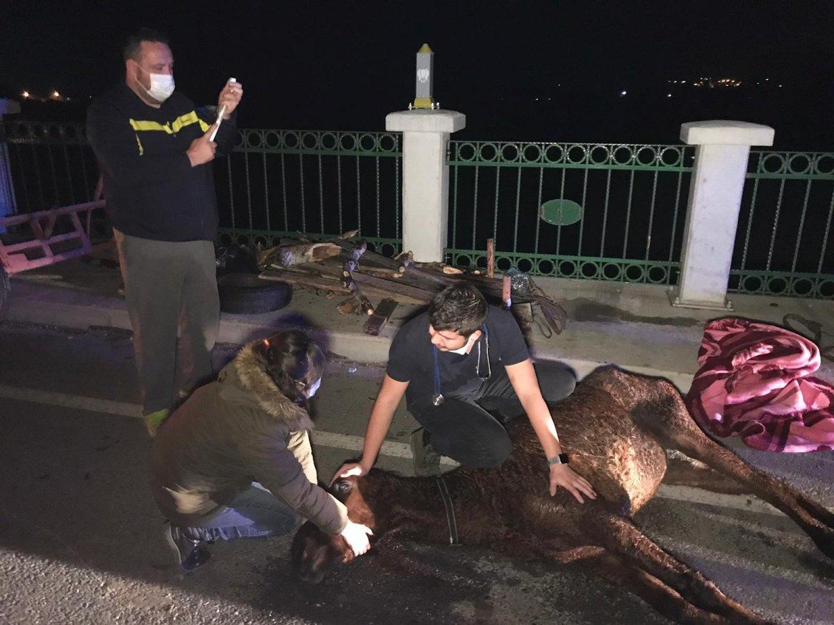 Edirne'de kazada yaralanan at saatlerce tedavi edilmeyi bekledi