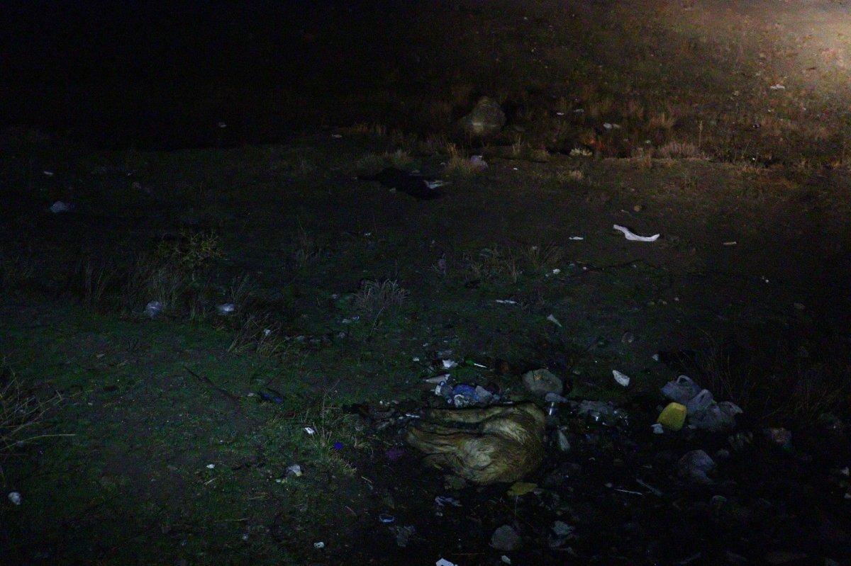 Ankara'da 6 köpek zehirlenmiş halde bulundu