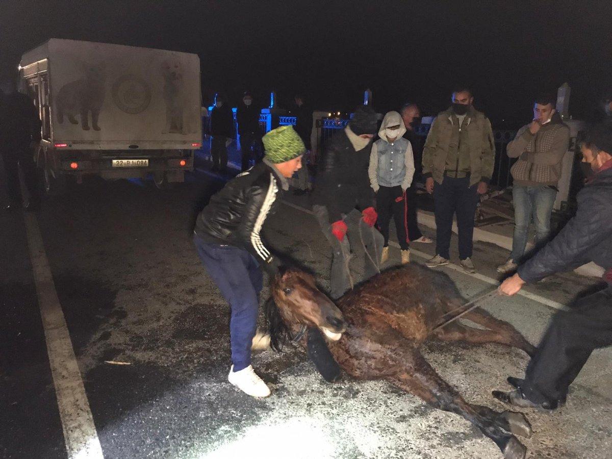 Edirne'de kazada yaralanan at saatlerce tedavi edilmeyi bekledi