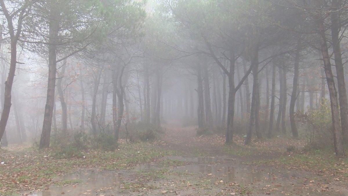 Arnavutköy'de yılbaşı için çam ağaçlarını kesen kişiler suçüstü yakalandı