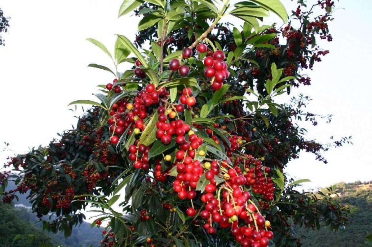 Kekreyemiş nedir, faydaları nelerdir? Kekreyemiş tozu zayıflatır mı?