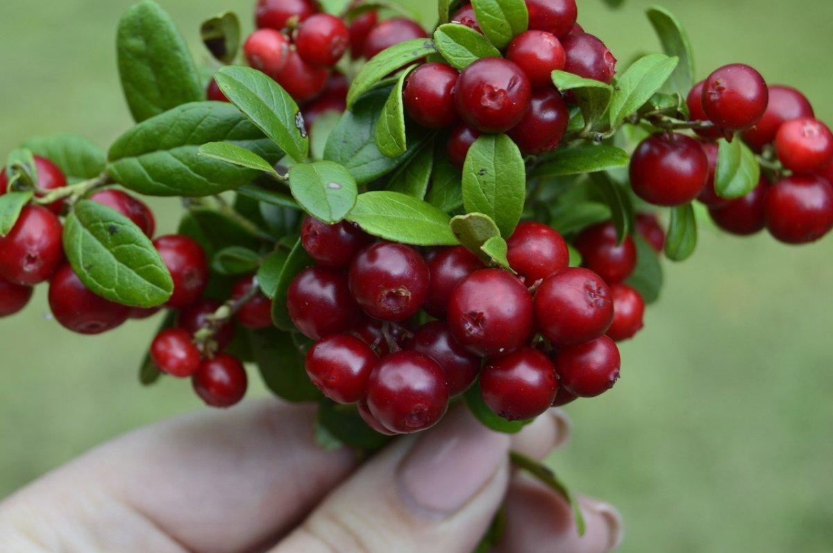Kekreyemiş nedir, faydaları nelerdir? Kekreyemiş tozu zayıflatır mı?