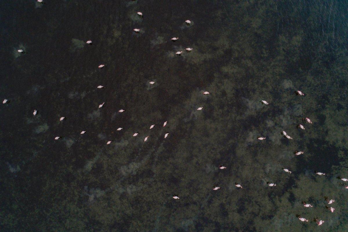 Flamingolar Büyükçekmece Gölü'ne geri döndü