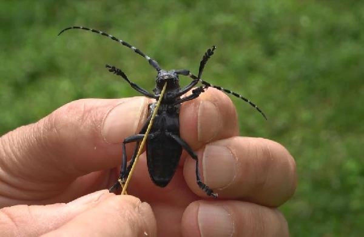 Drakula böceği nedir, neye zarar verir? Drakula böceği nerelerde yaşar?