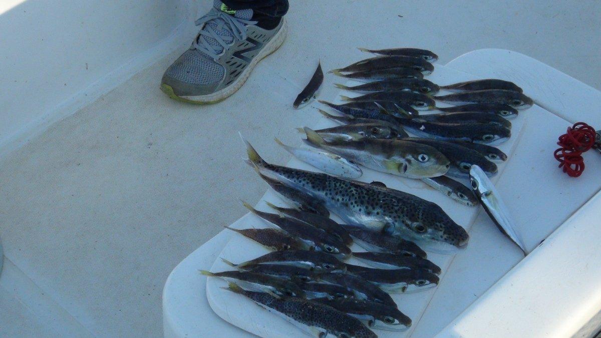 Amatör balıkçılar da balon balığı desteği istiyor