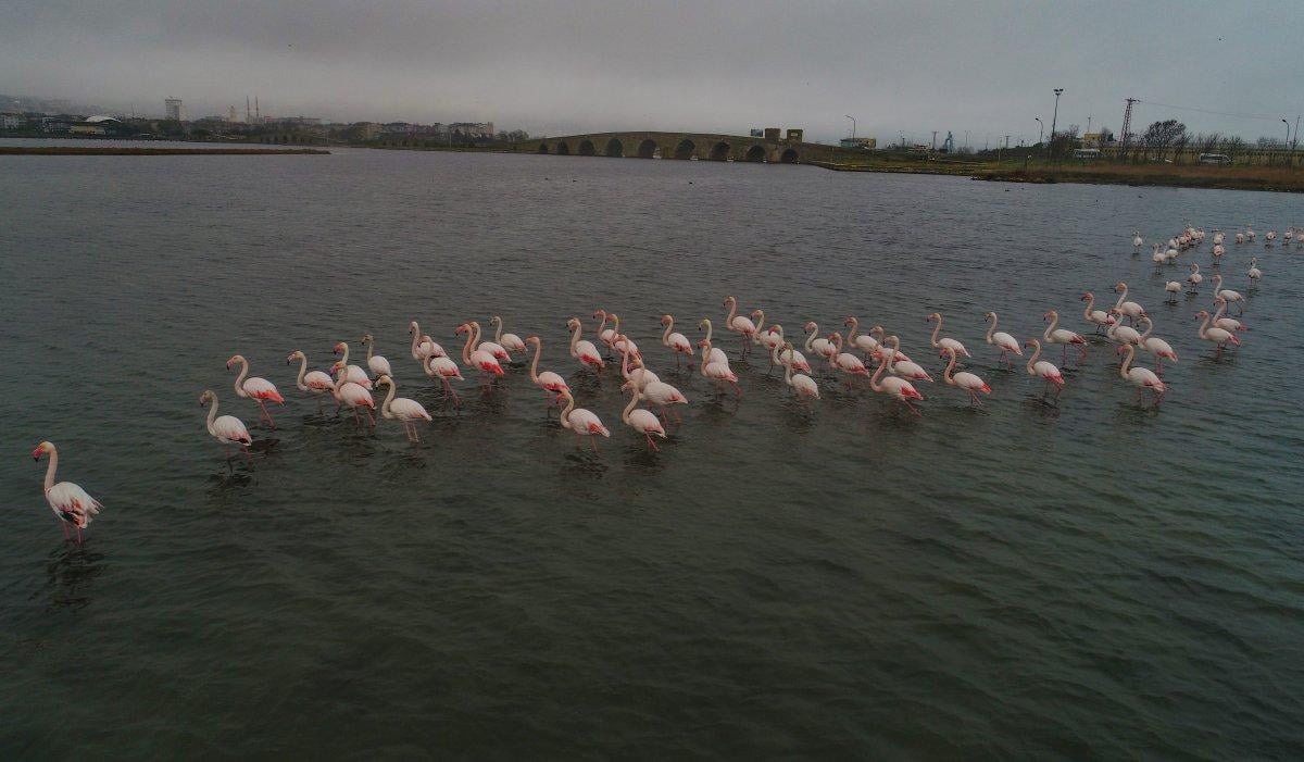 Flamingolar Büyükçekmece Gölü'ne geri döndü